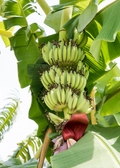 Banana 'Kokopo' (Musa acuminata)