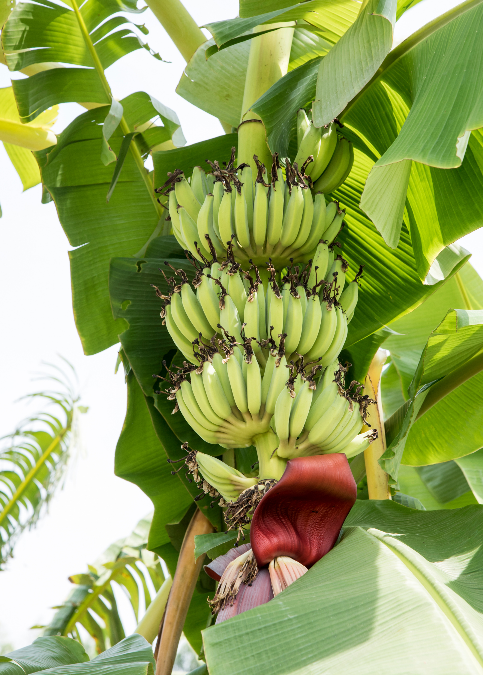 Banana 'Kokopo' (Musa acuminata)