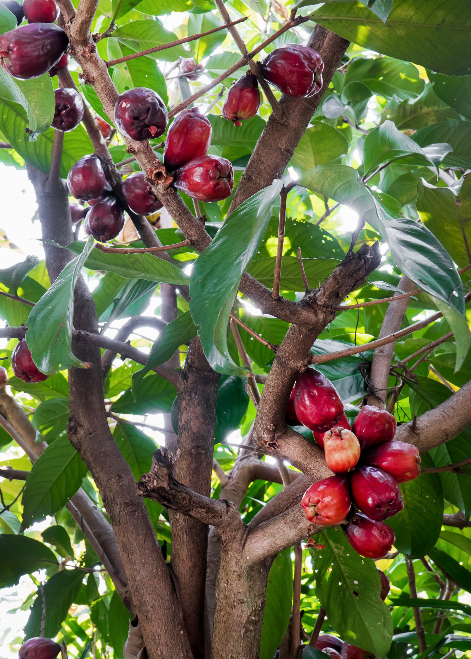 Malay Apple, Variegated (Syzygium malaccense)