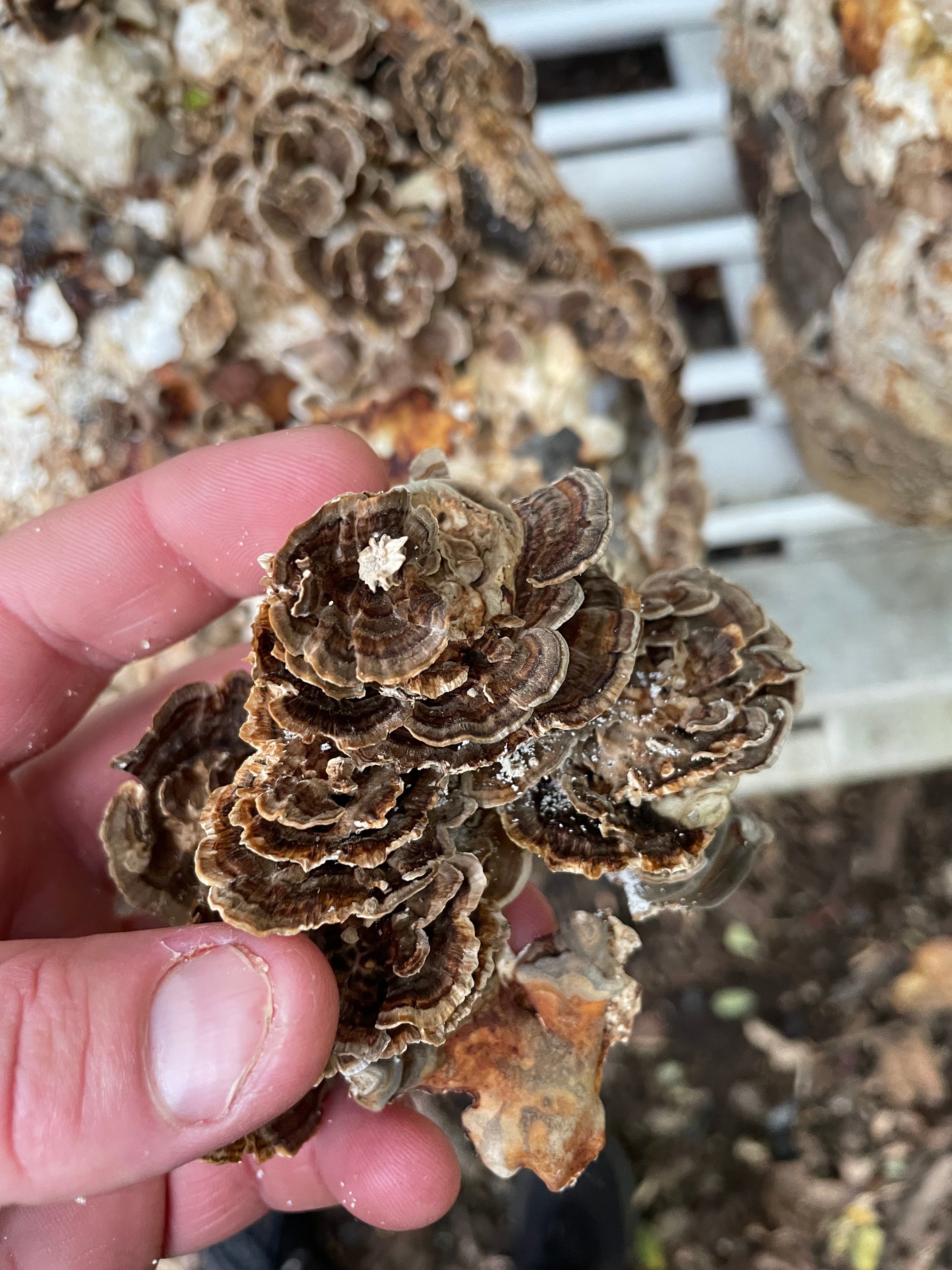 Turkey Tail Dual Extract Tincture