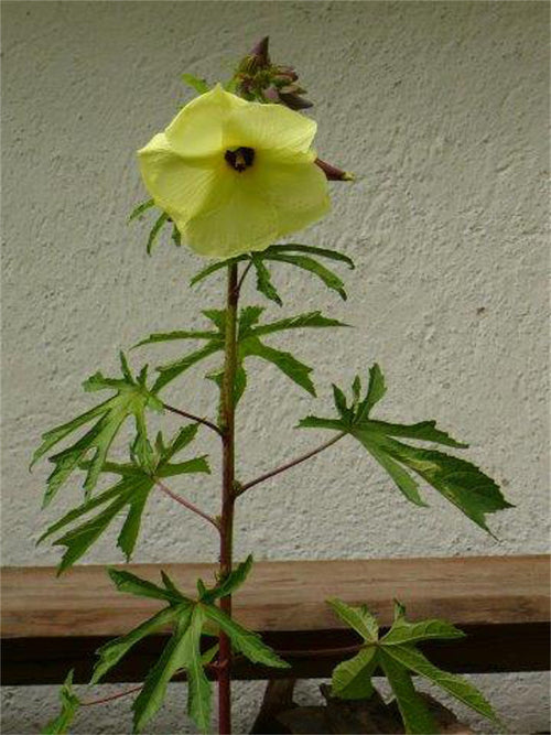 Abelmoschus Moschatus 20/500/2,500 Seeds, Hibiscus Fragrant Musk Mallow, Musk Okra
