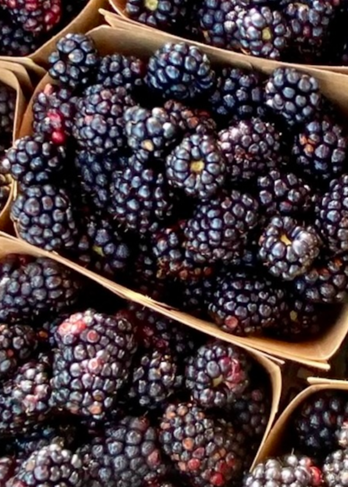 Boysenberry (Rubus ursinus × idaeus × brambles hybrid)