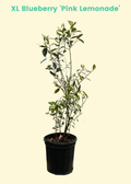 Blueberry 'Pink Lemonade' (Vaccinium corymbosum 'Pink Lemonade')