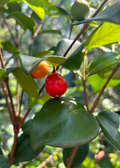 Cedar Bay Cherry (Eugenia reinwardtiana)