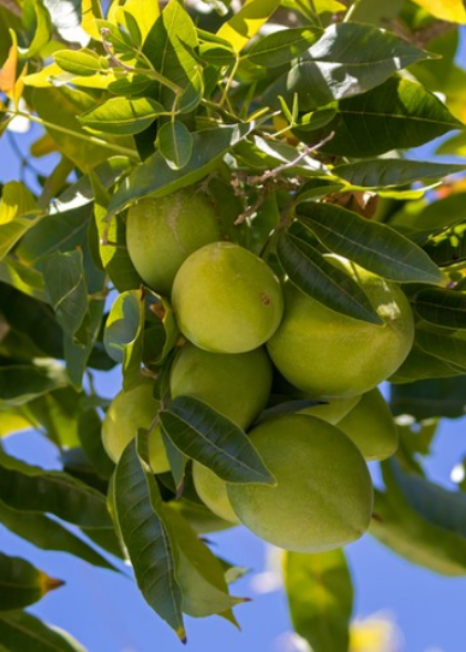 White Sapote (Casimiroa edulis)