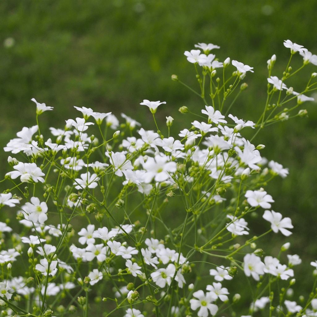 Annual Baby’s Breath (Covenant Garden) – 500 Seeds