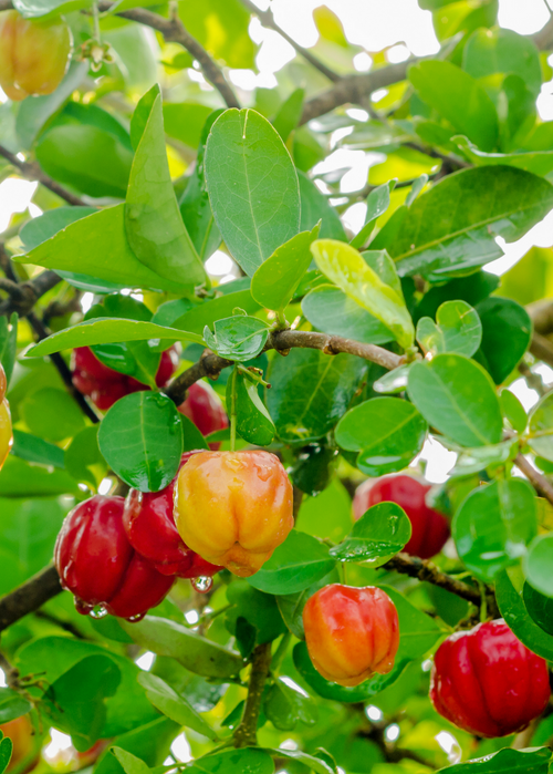 Barbados Cherry (Malpighia emarginata)