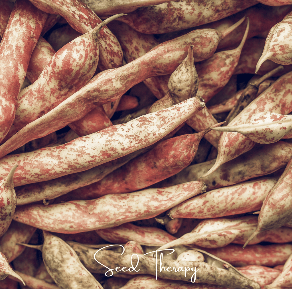 Vermont Cranberry Bean (Bush) – 20 Seeds
