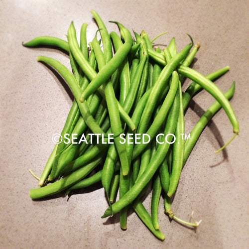 Blue Lake FM-1 Pole Bean Seeds