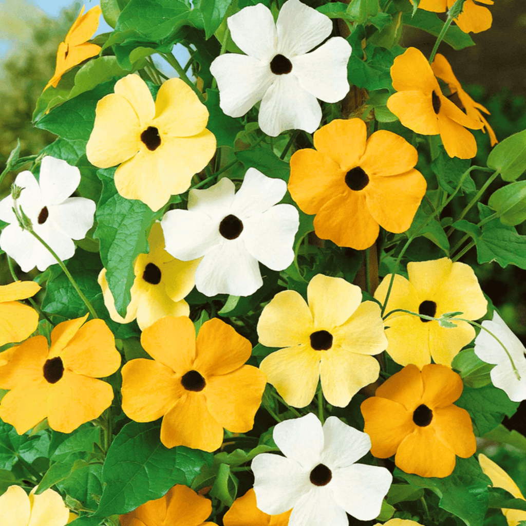 Black Eyed Susan Vine Mix – 50 Seeds