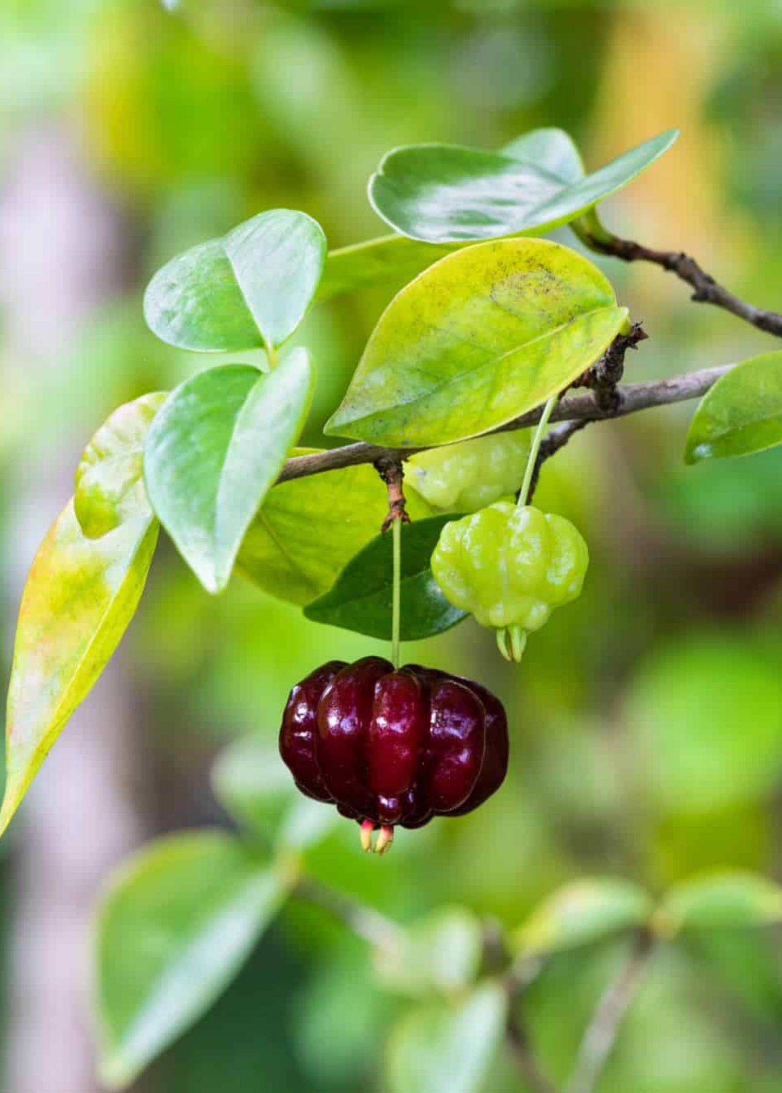 Grafted Black Surinam Cherry (Eugenia uniflora)
