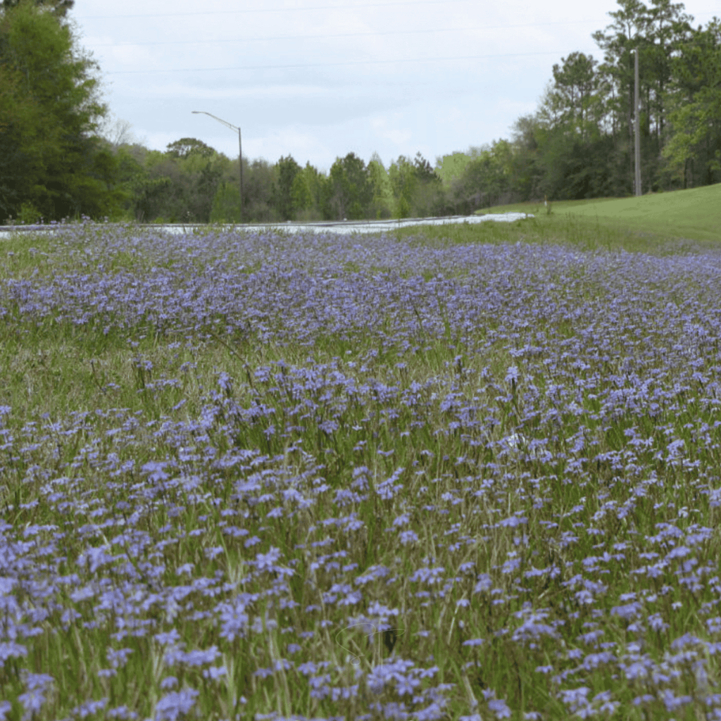 Blue Eyed Stout Grass – 50 Seeds