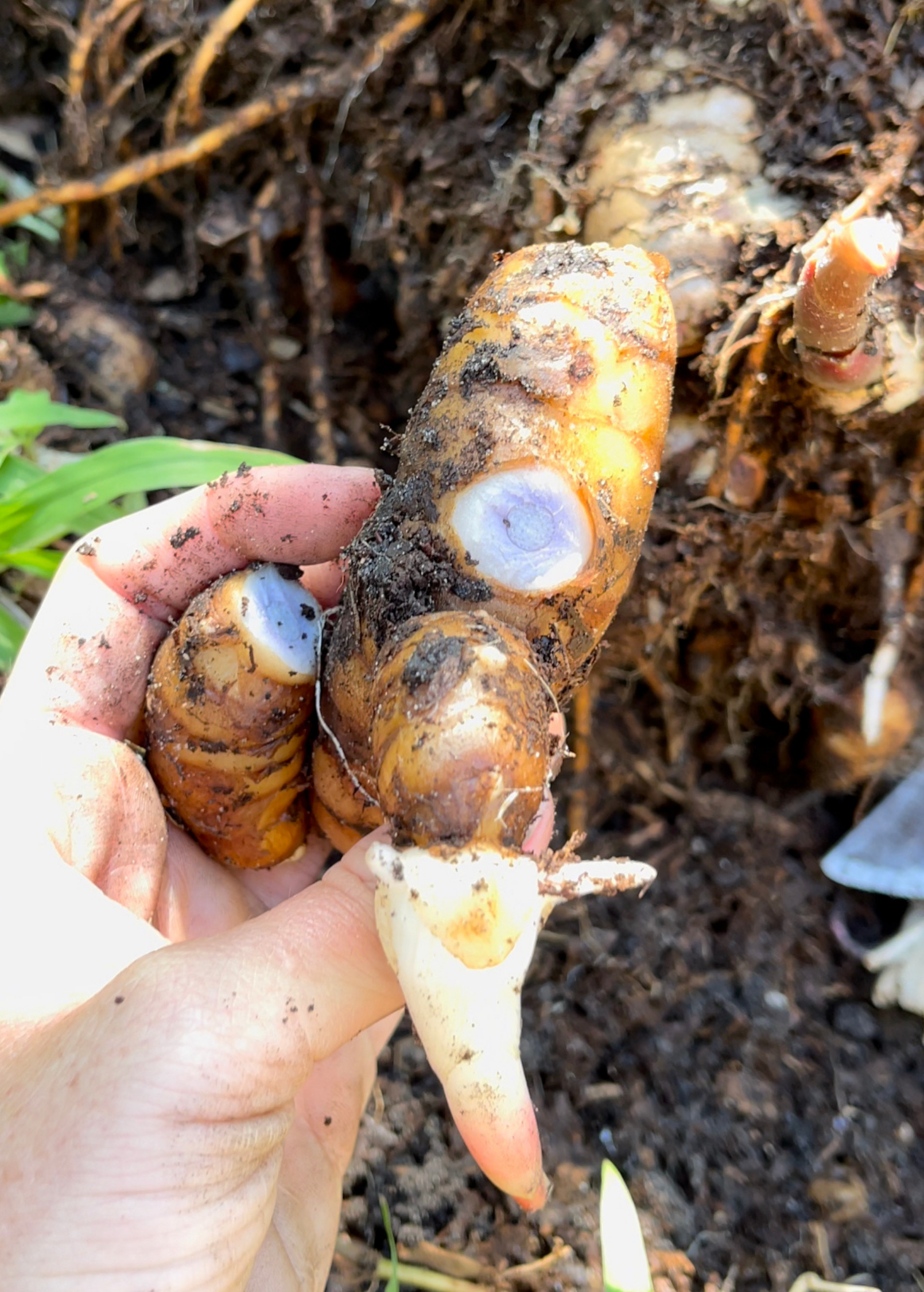 Ginger, Rare Blue (Dichorisandra thyrsiflora)
