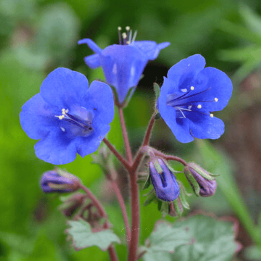 California Bluebell – 500 Seeds