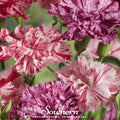 Chabaud Picotee Carnation Mix – 25 Seeds