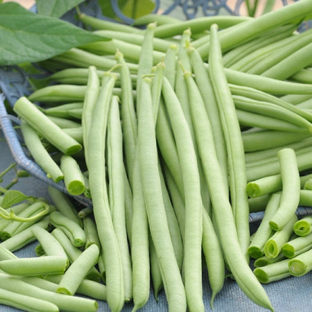 Cobra Pole Bean Seeds