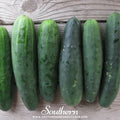 Marketmore 76 Cucumber – 30 Seeds