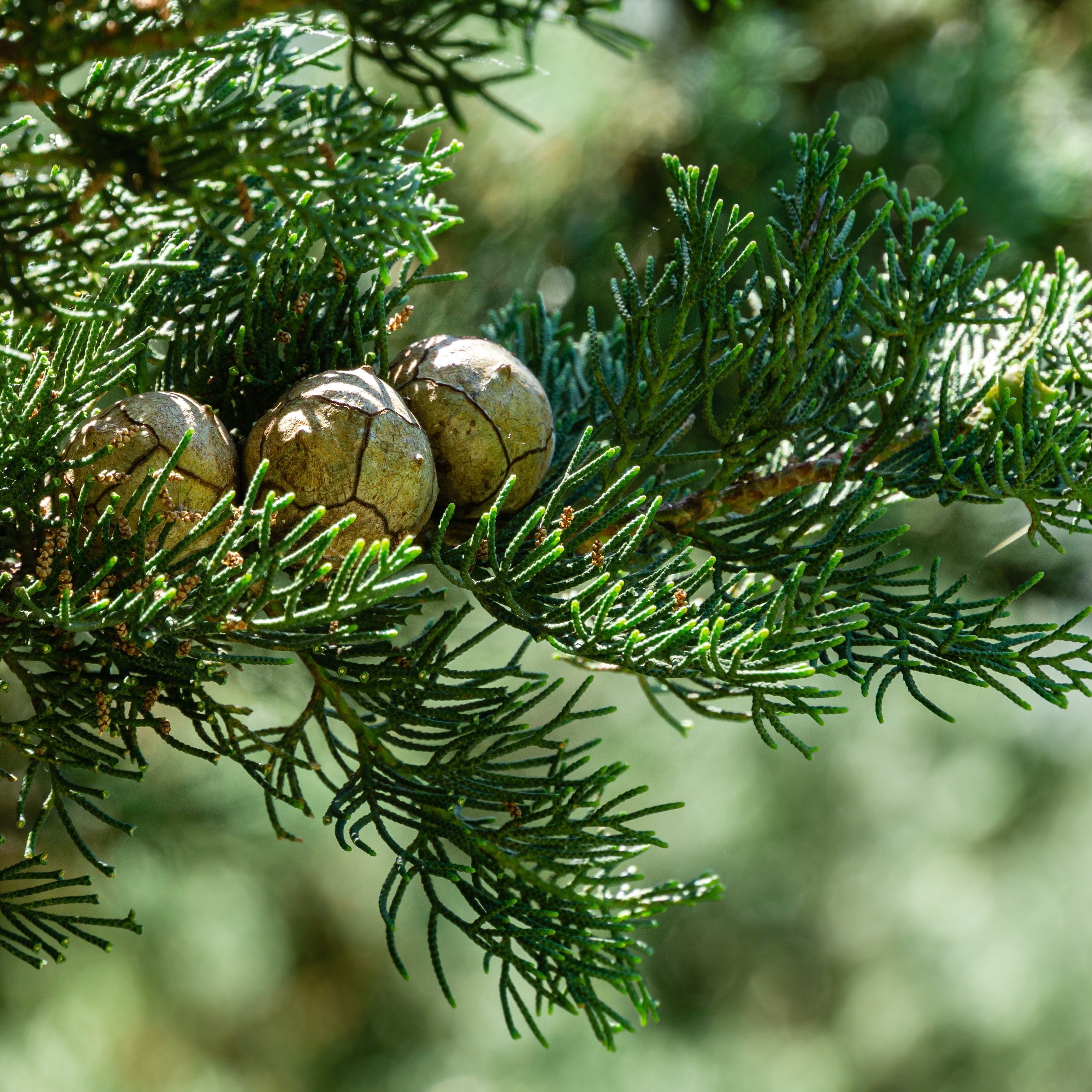 Cypress Essential Oil