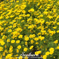 Dahlberg Daisy – 500 Seeds