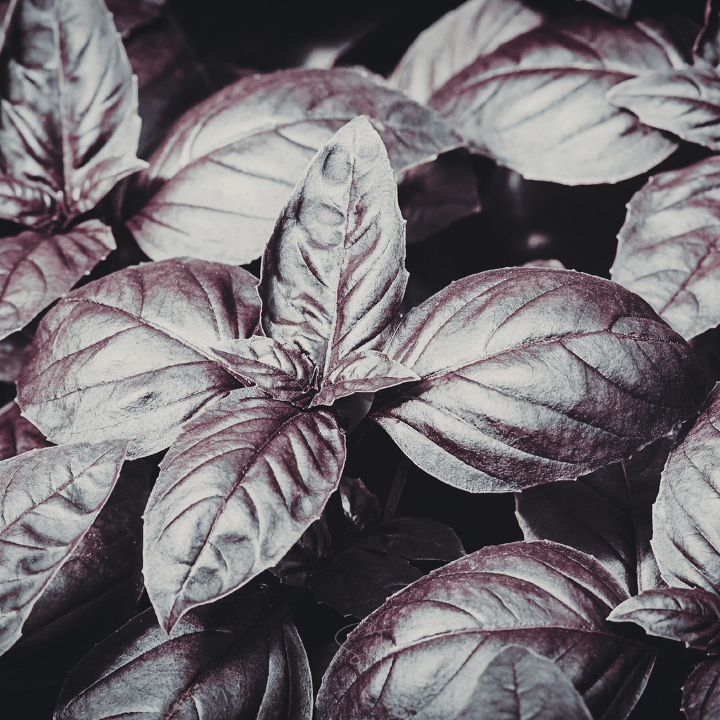 Dark Opal Basil – 250 Seeds