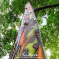 Rainbow Gum Tree Eucalyptus – 100 Seeds