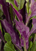 Okinawan Spinach (Gynura crepioides)