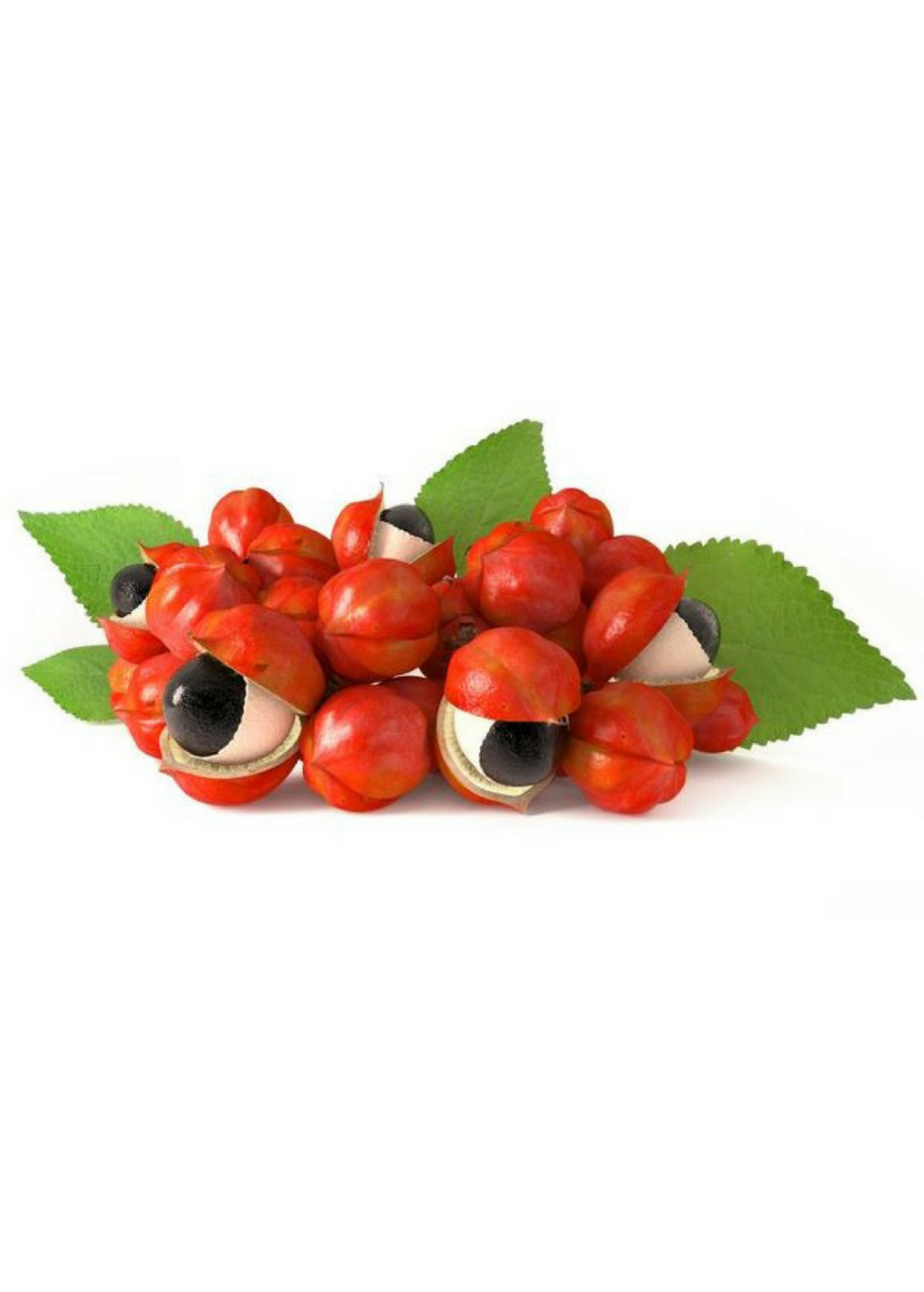 Guarana (Paullinia cupana)