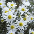 Heath White Aster – 50 Seeds
