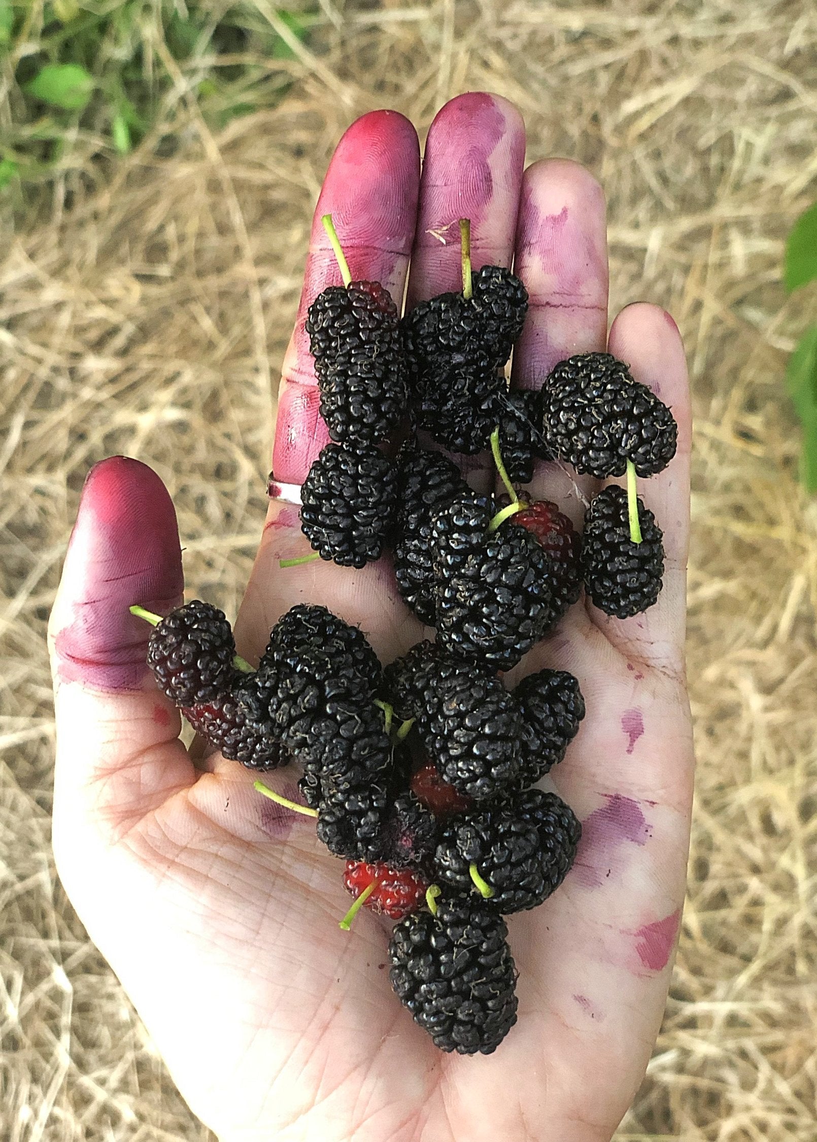 Mulberry 'Shangri La' (Morus alba x rubra)