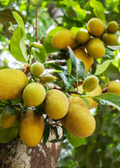 Jackfruit 'Golden Nugget' (Artocarpus heterophyllus)
