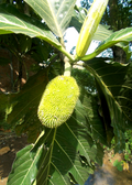 Breadnut (Brosimum alicastrum)