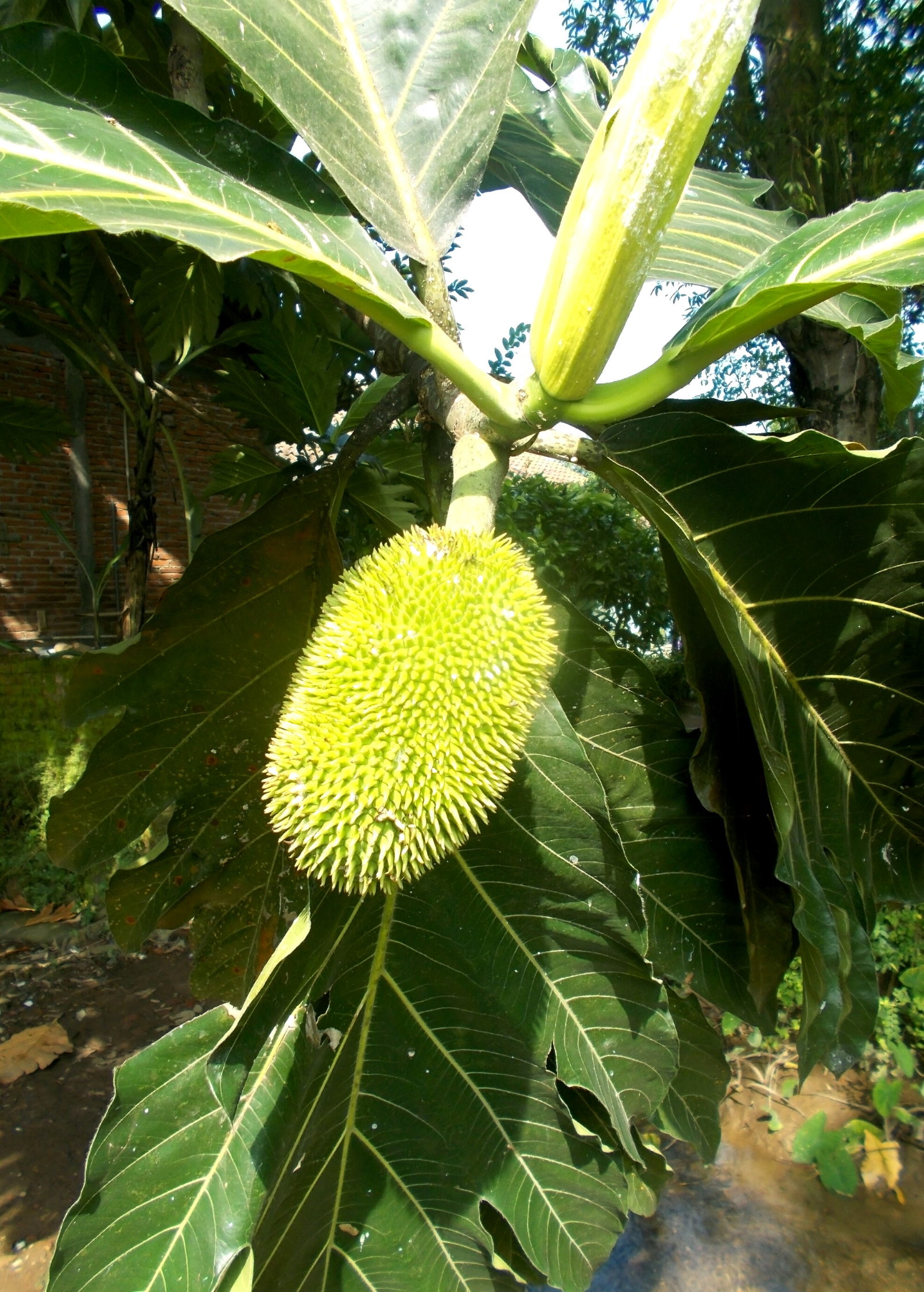 Breadnut (Brosimum alicastrum)