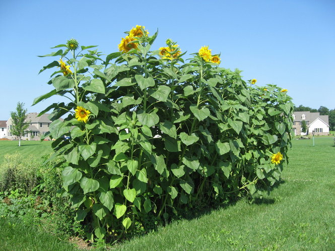 Mammoth Russian Sunflower Seeds