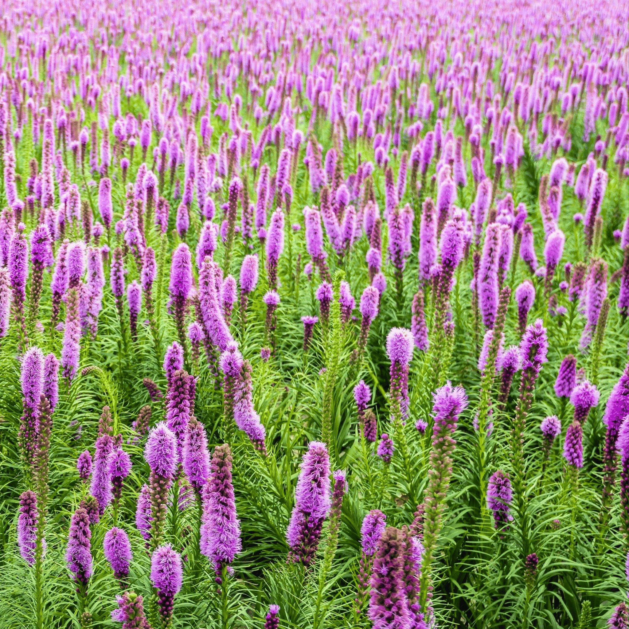 Marsh Blazing Star – 50 Seeds