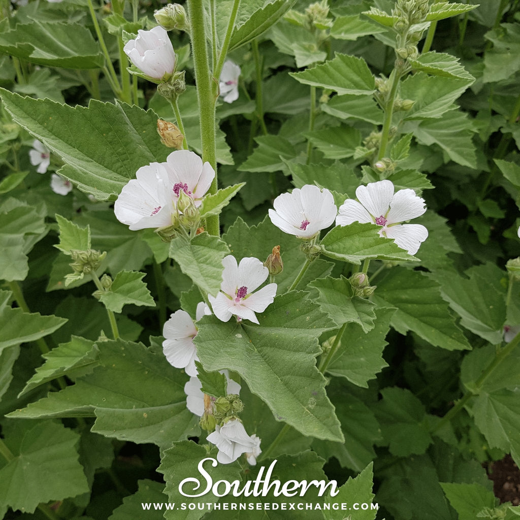 Marshmallow – 50 Seeds