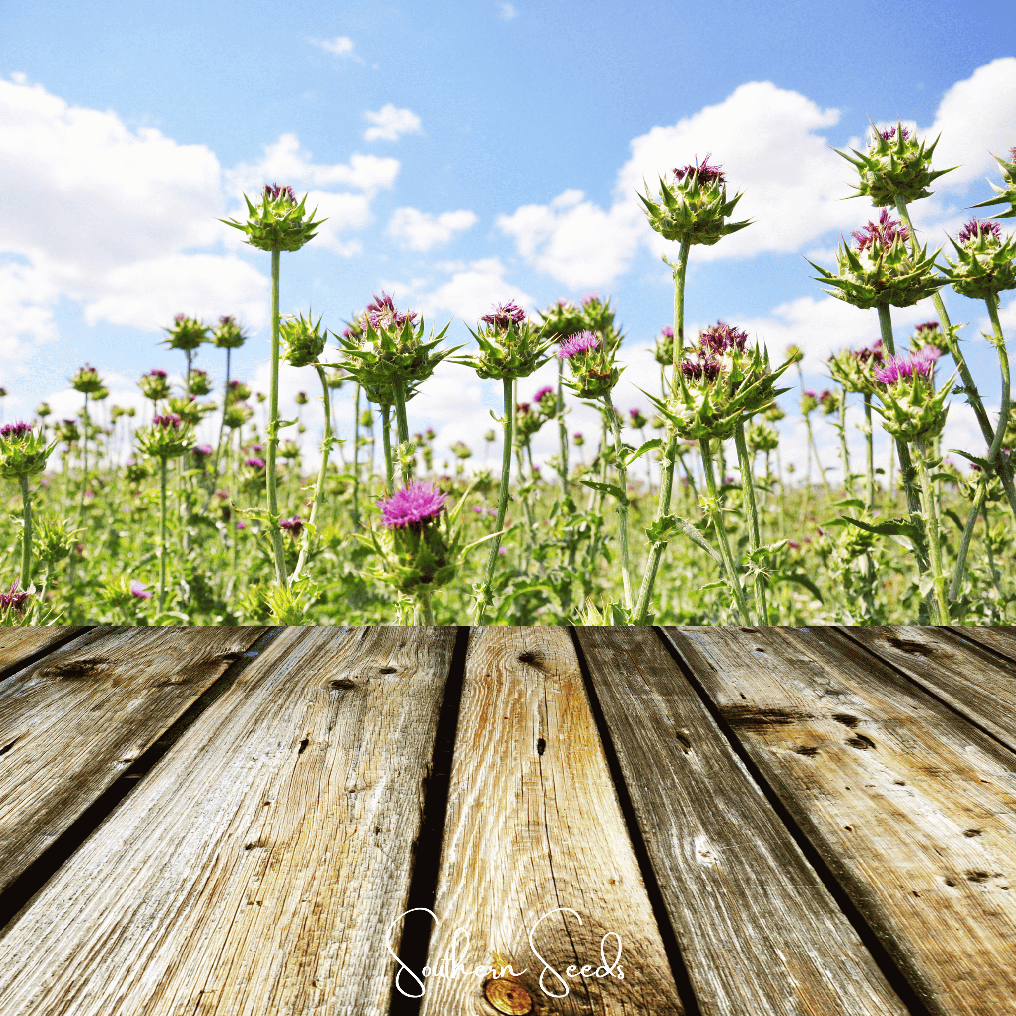 Milk Thistle – 20 Seeds