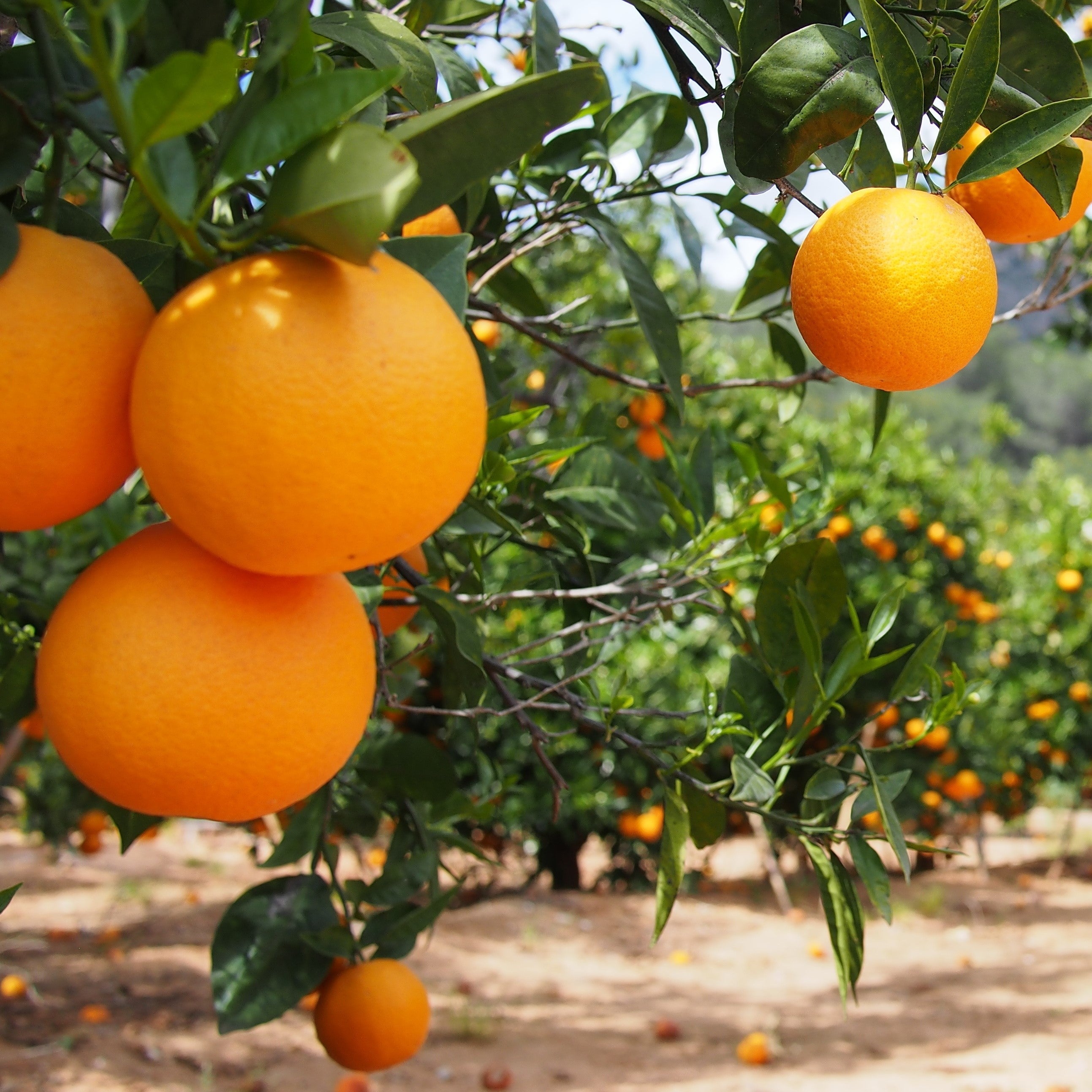 Orange 5 Fold Essential Oil