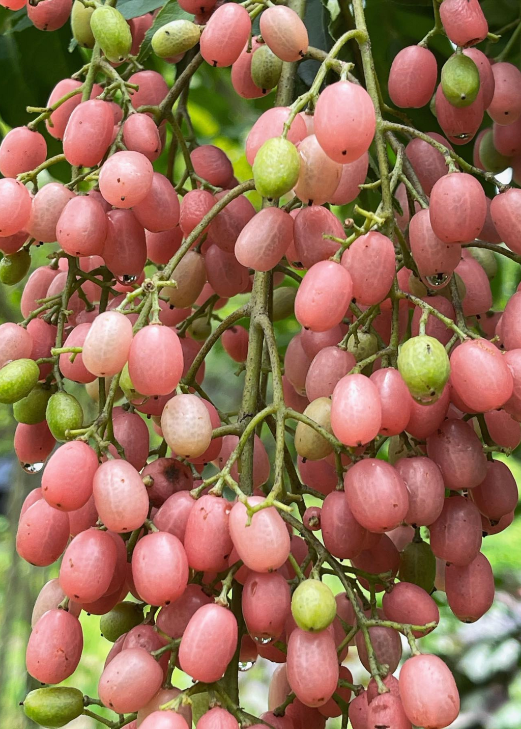 Pink Wampee (Clausena excavata)