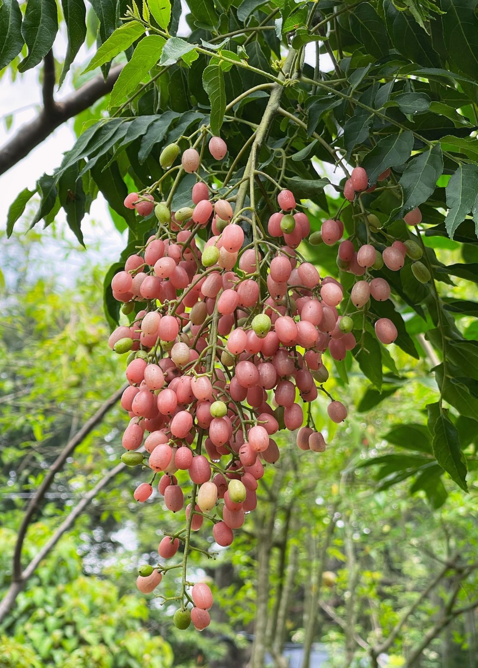 Pink Wampee (Clausena excavata)