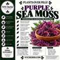 Purple Sea Moss