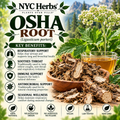 Osha Root | Respiratory Support & Immune Defense