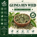 Jamaican Guinea Hen Weed (Anamu)