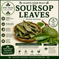 Soursop Leaves (Graviola) | Immune, Cellular & Antioxidant Support