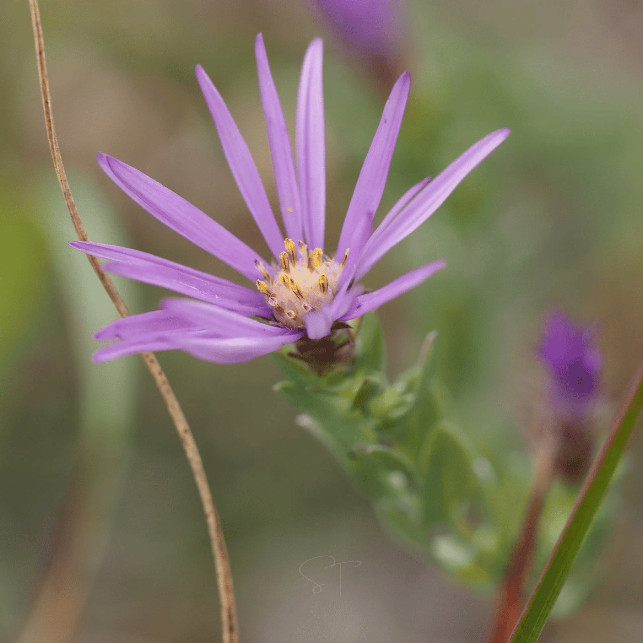 Silky Aster – 25 Seeds
