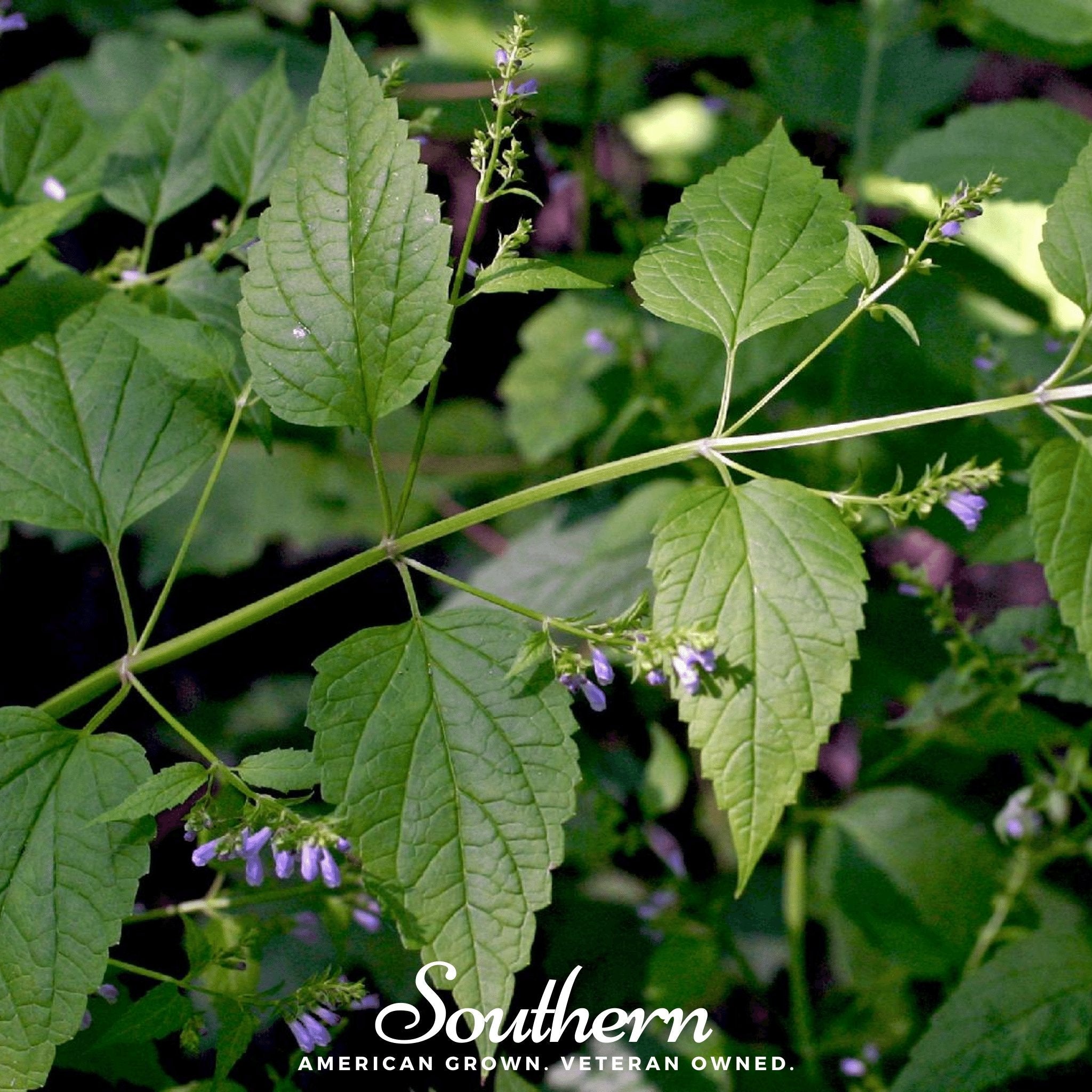Official Mad Dog Skullcap – 50 Seeds
