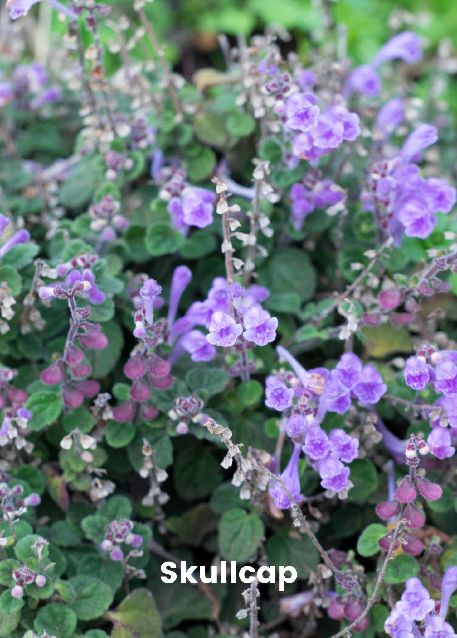 Adaptogen Herb Bundle: Gotu Kola, Skullcap, Ashwagandha, Tulsi