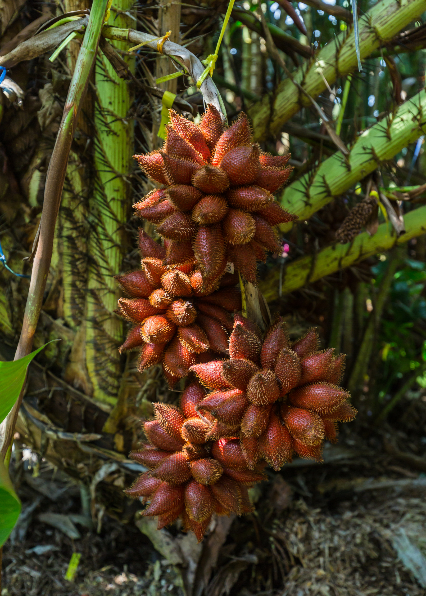 Snake Fruit (Salacca zalacca)