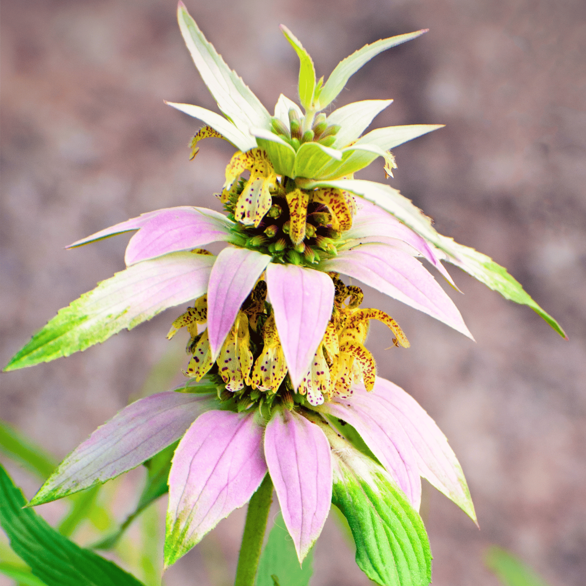 Spotted Bee Balm (Horsemint) – 50 Seeds