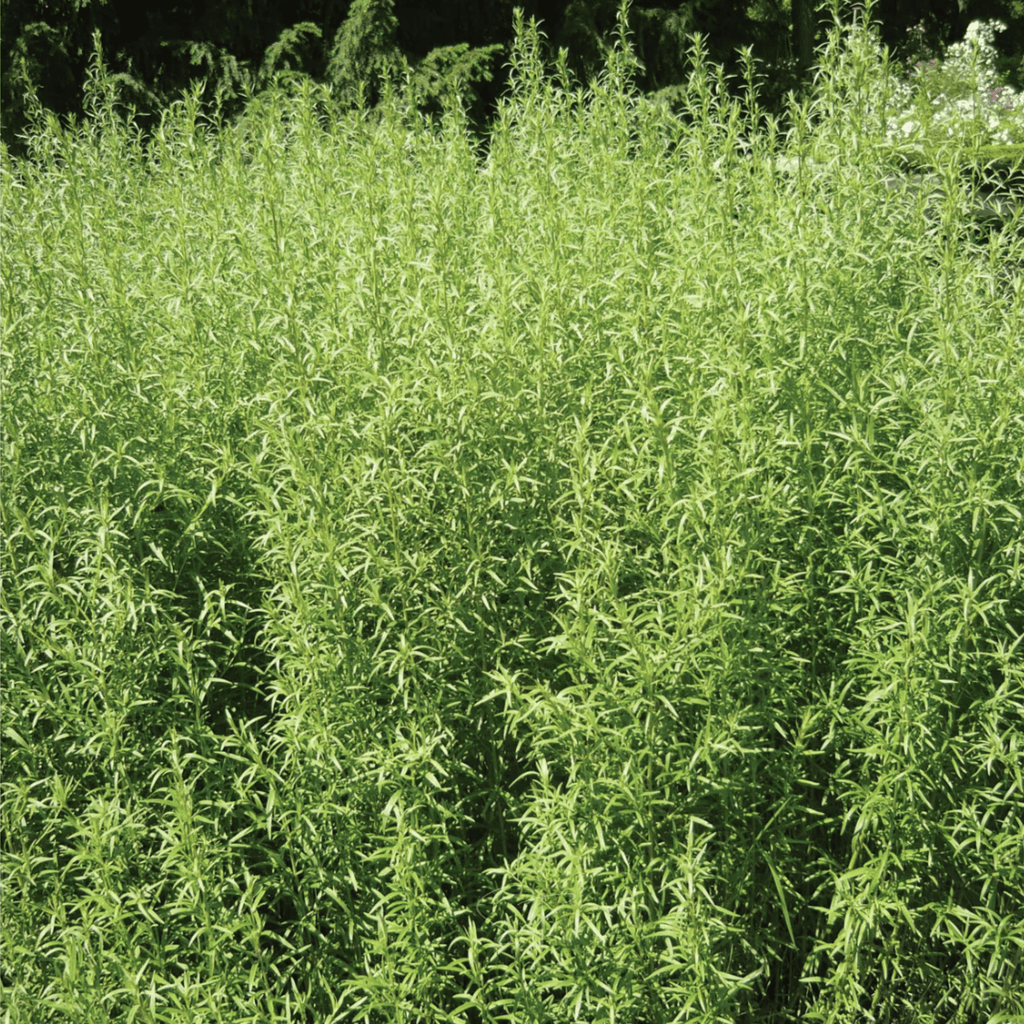 Tarragon – 300 Seeds